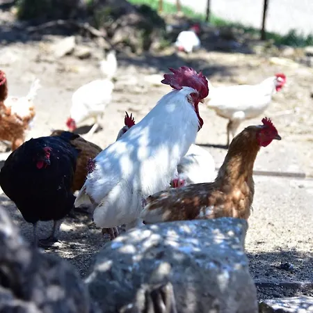Antico Feudo San Giorgio Séjour à la ferme Polizzi Generosa