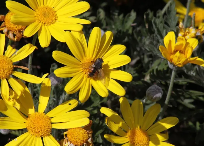 Antico Feudo San Giorgio 农家乐