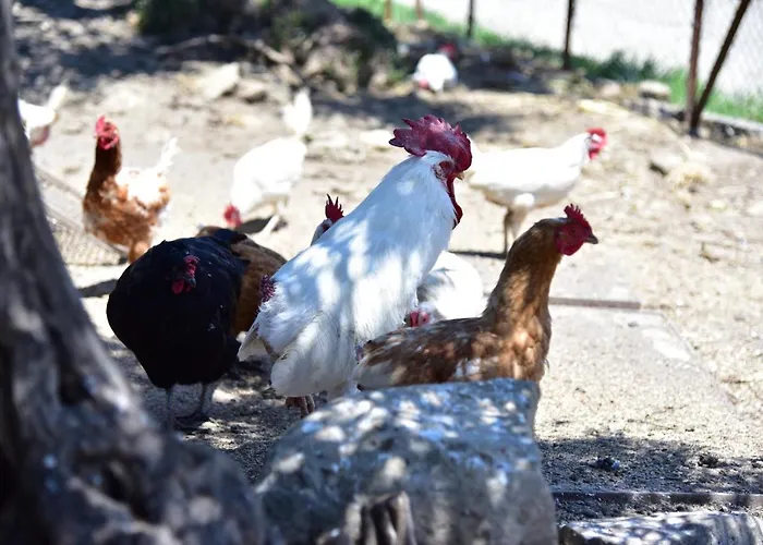 Antico Feudo San Giorgio 农家乐 波利齐杰内罗萨